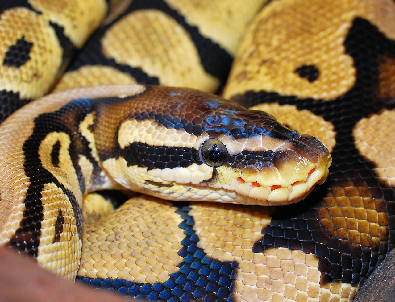 Why Is My Ball Python Hiding All the Time? The Ultimate Owner’s Guide to Snake Behavior line, python, ball python, animal, dandruff, beauty, reptile, nature, close up, python regius, pastel, africa, choke snake, exotic, non toxic, ball pyhton, brown, terraristik, golden
