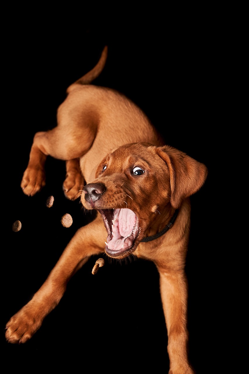 dog, nature, puppy, pet, catch, treat, domestic animal, animal, cute, small, adorable, labrador, mammal, lie, portrait, young
