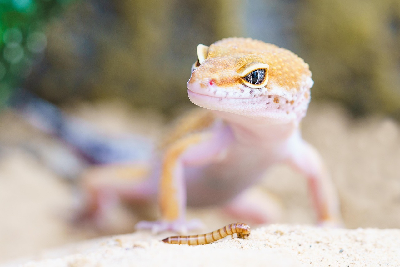 Do Leopard Geckos Have Teeth? The Ultimate Owner’s Guide to Reptile Bites gecko, nature, reptile, terrarium, lizard, scales, macro, worm, animal, wild animal, wildlife, animal world, wildlife photography, close up, portrait