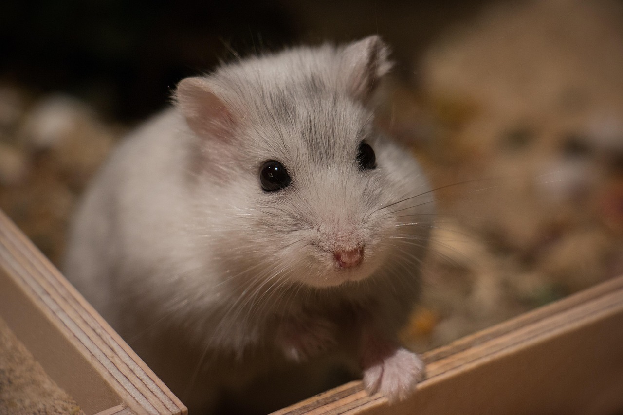 Why Is My Hamster Screaming? cute, small, mammal, animal, hamster, dwarf hamster, hybrid, rodent, fur, peaceful, nature, wildlife, portrait