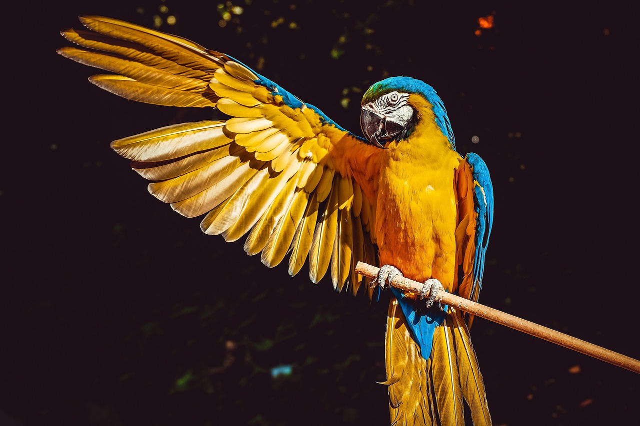 Why Do Small Parrots Pluck Their Feathers? The Ultimate Owner’s Guide to Avian Behavior parrot, yellow macaw, bird, perched, wings, animal, feathers, plumage, beak, bill, bird watching, ornithology, animal world, nature, colorful, exotic, parrot, parrot, parrot, parrot, bird, bird, bird, bird, animal, animal, animal, animal, animal, nature, nature, nature