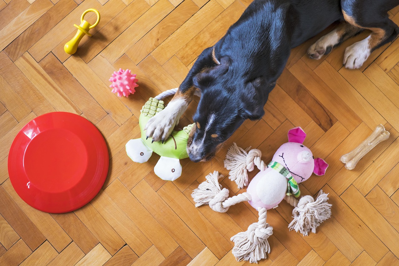 Why is My Pet Chewing Everything? The Ultimate Teething Guide dog toys, animal, dog playing, dog chew toy, pet, dog frisbee, dog rope, dog bone, dog ball, dog, puppy