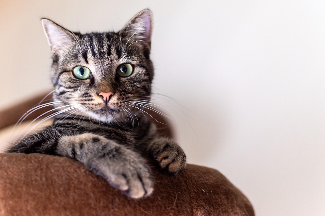 Why Do Cats Purr? simba, nature, pet, cat, animal, portrait, cat photography, animals, domestic cat