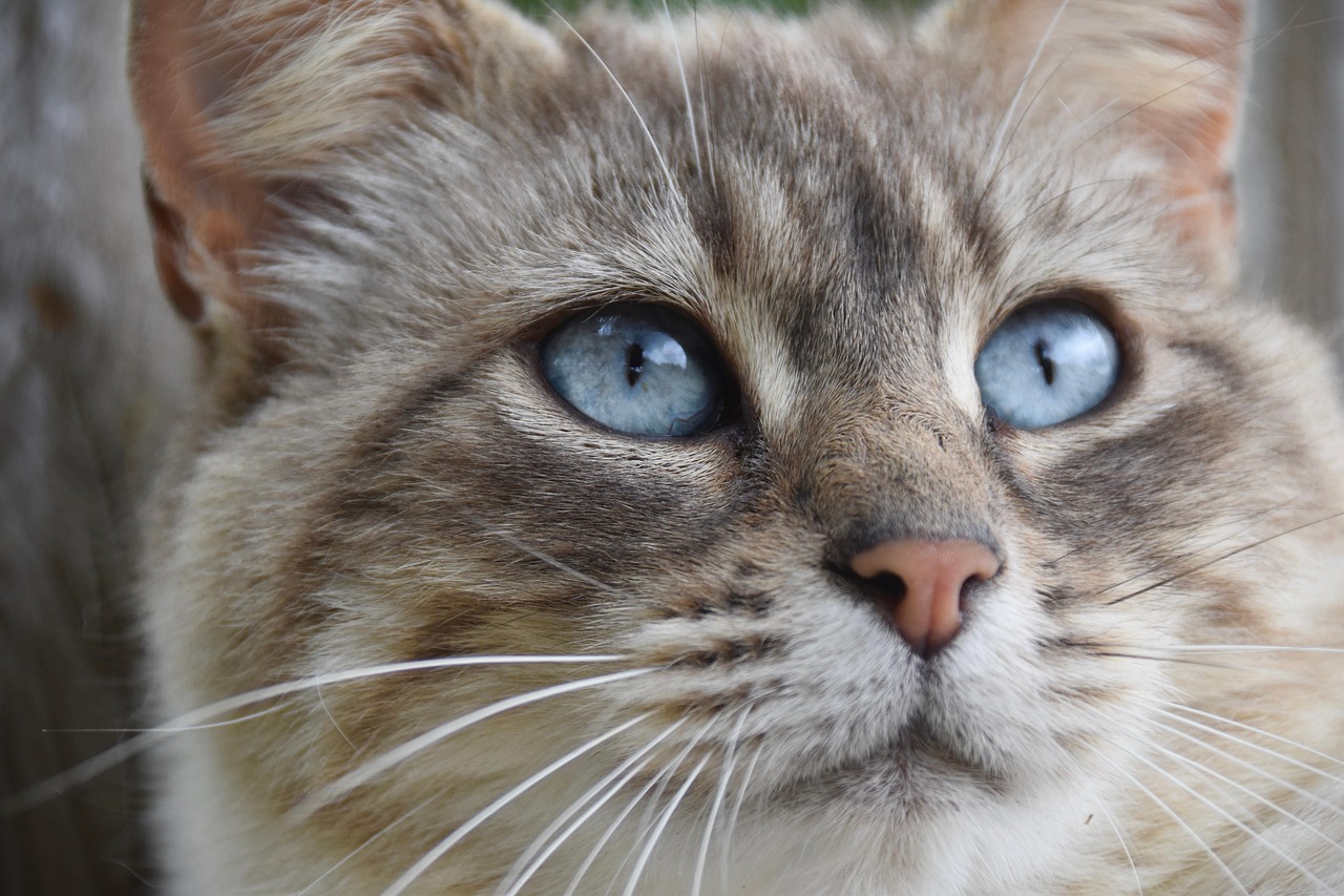 Why Do Cats’ Eyes Glow in the Dark? cat, feline, blue eyed cat, pet, european cat, whiskers, nature, fur, animal