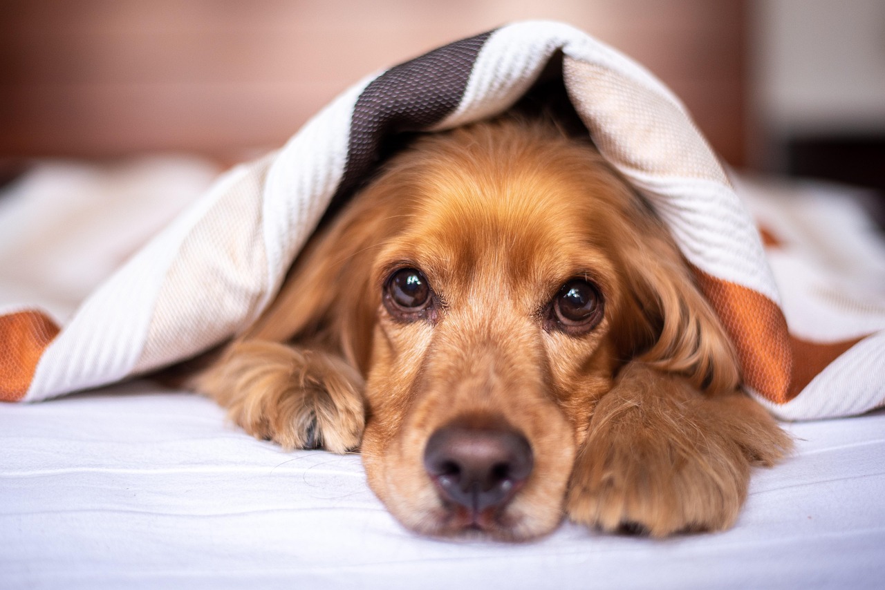 Why Is My Dog Shaking? The Ultimate Guide to Canine Trembles and Shivering english cocker spaniel, dog, puppy, blanket, pet, pup, nature, young dog, animal, domestic dog, purebred, furry, canine, mammal, friend, cute, adorable, bed, bedroom, portrait