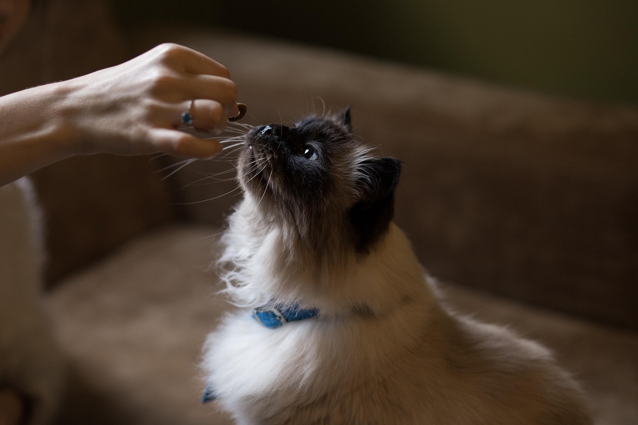 The Dangerous Food Dilemma: What Your Pet Can and Cannot Safely Eat couch, cat, nature, animal, pet, eating, hand, brown eating, brown couch