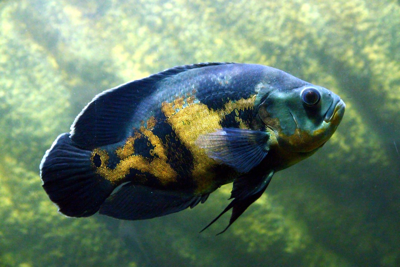 African Cichlid Aggression: Why Is My Fish Shaking and Chasing? astronotus, nature, fish, cichlid, aquarium, undersea world, animals, predator, under the water, underwater, cichlid-oscar, predatory fish, freshwater, oscar, close-up, not man