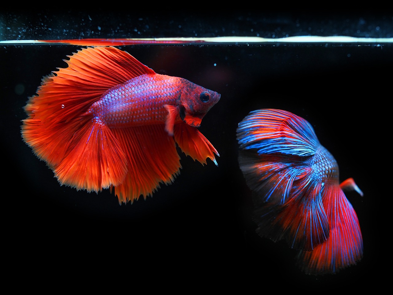 The Ultimate Beginner's Fish Tank Guide: What You Need to Know Before and During Fish Ownership siamese fighting fish, fighting fish, fish, nature, betta fish, betta splendens, aquatic animals, animals, wildlife, underwater, water