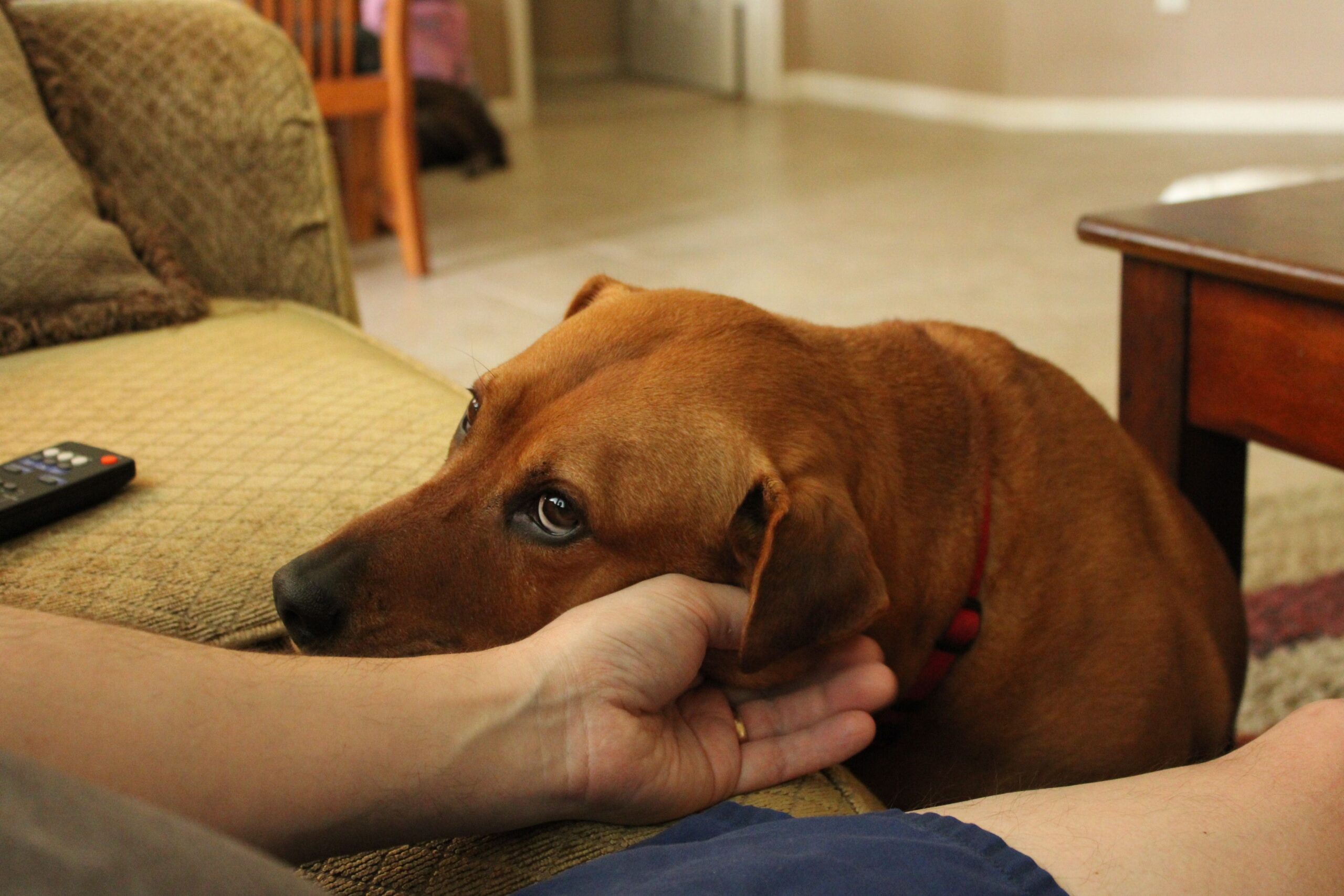 The Barking & Anxiety Crisis: How to Stop Separation Anxiety and Excessive Barking A brown dog rests its head on a human hand, showing affection and loyalty indoors.