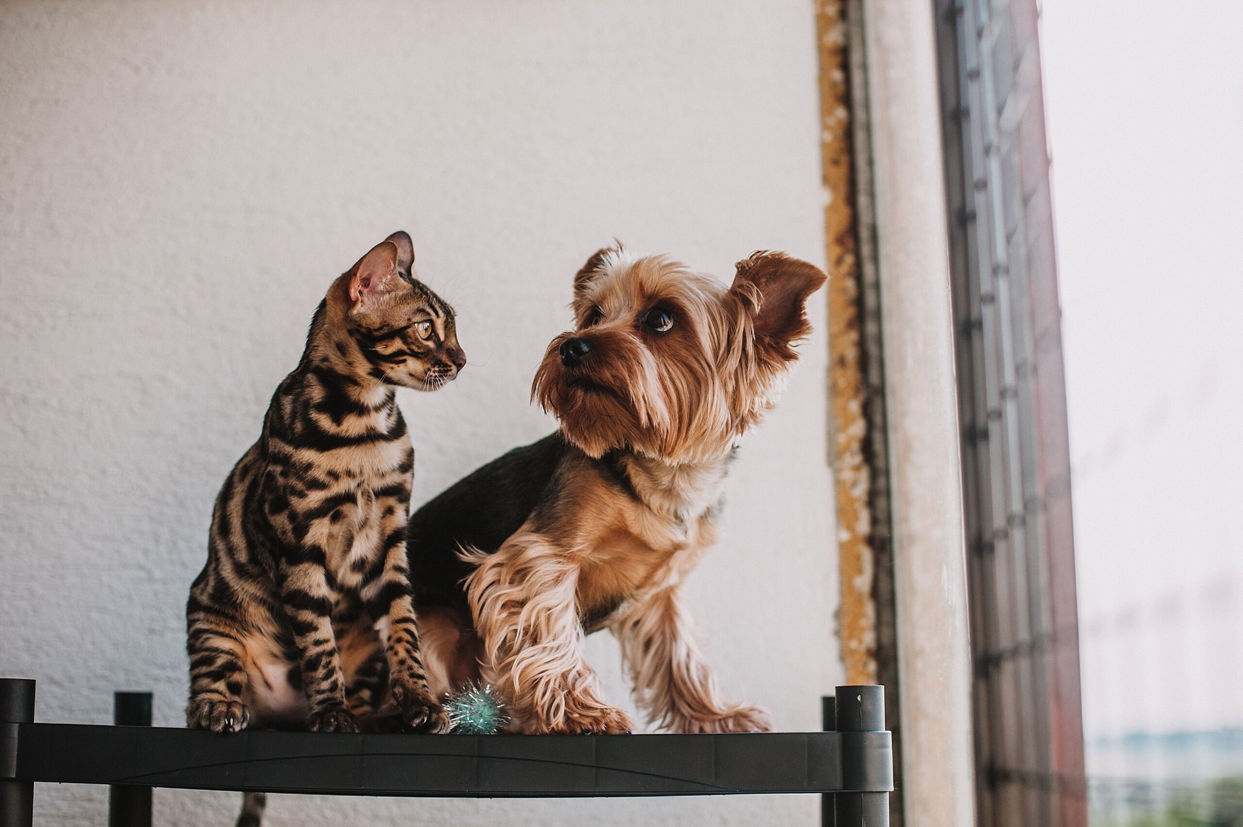 Your First Week: Essential Vaccine Guide for Newly Adopted Pets A Bengal cat and Yorkshire Terrier sit together on a shelf by a window, showcasing pet companionship.