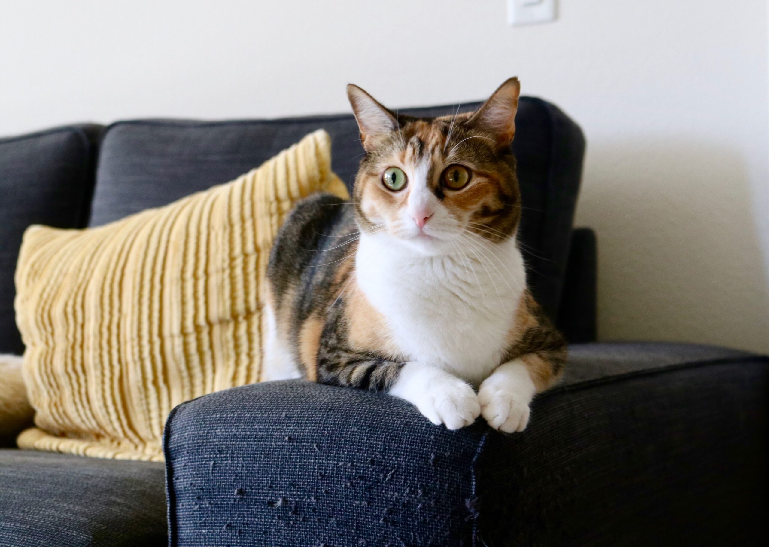 Why Do Cats Scratch Furniture? The Ultimate Owner’s Guide to Feline Behavior Adorable calico cat relaxing on a sofa indoors with a yellow pillow, peaceful ambiance.