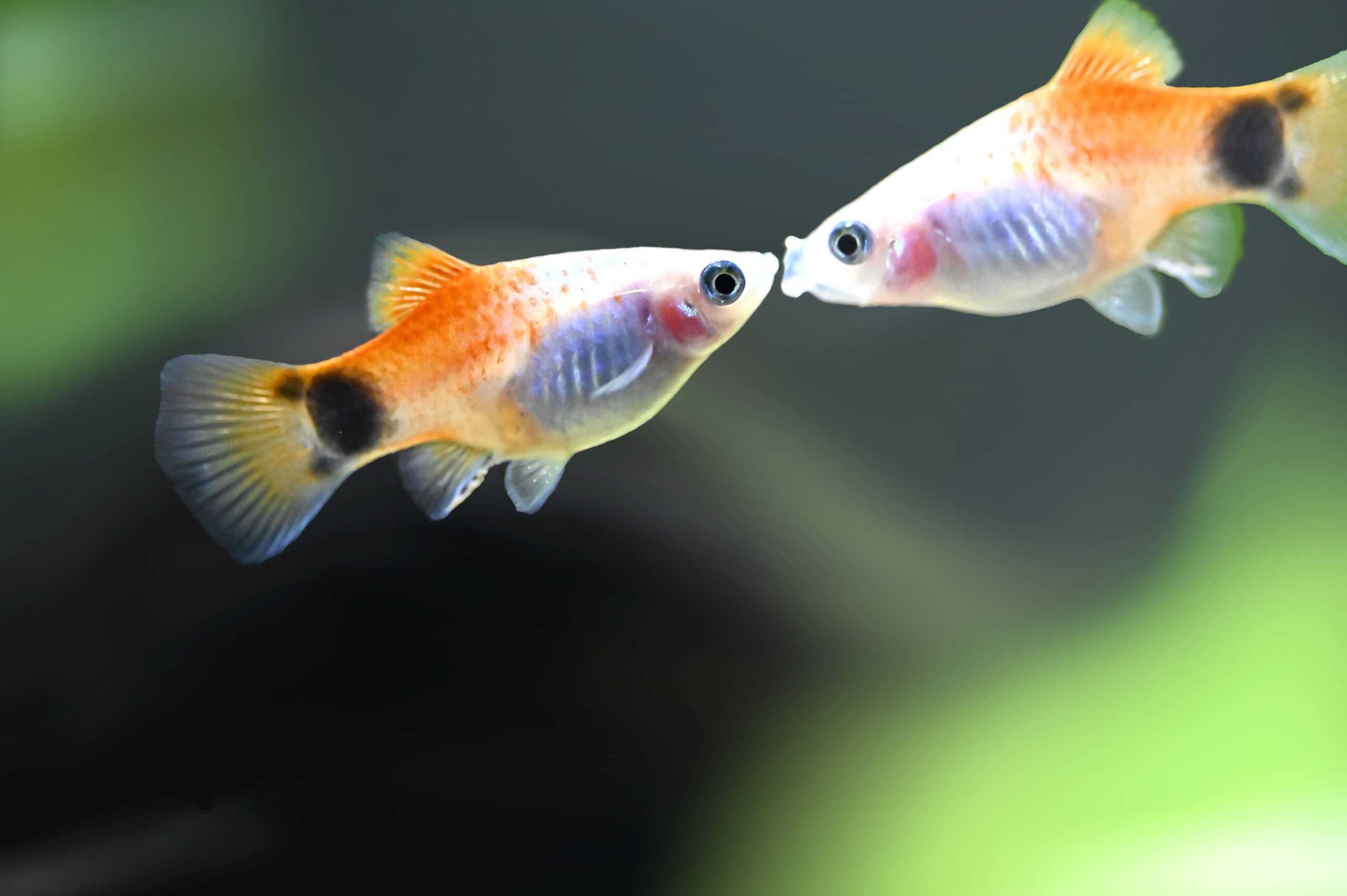 Why Do Guppies Die So Suddenly? The Ultimate Owner’s Guide to Freshwater Aquarium Health Two vibrant fish interact in a clear aquarium environment, showcasing underwater beauty.