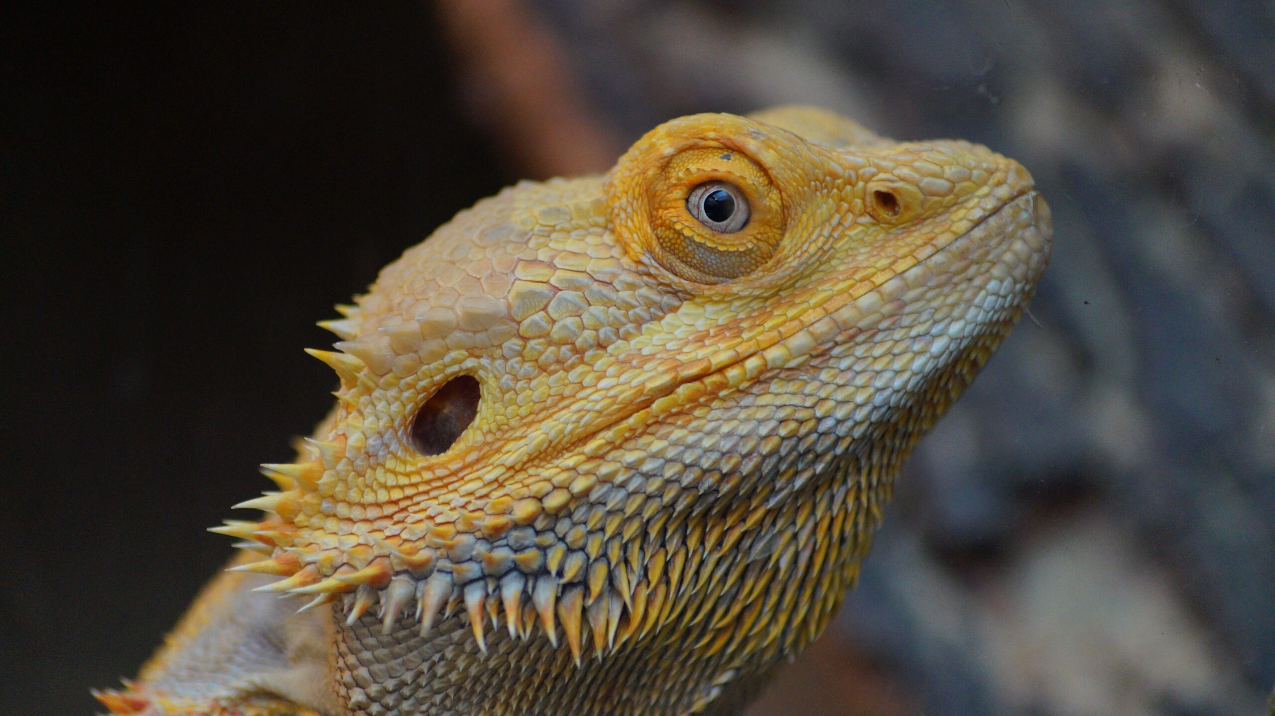 The Ultimate Beginner's Bearded Dragon Guide: What to Know Before You Buy Detailed close-up image of a bearded dragon lizard looking upwards.