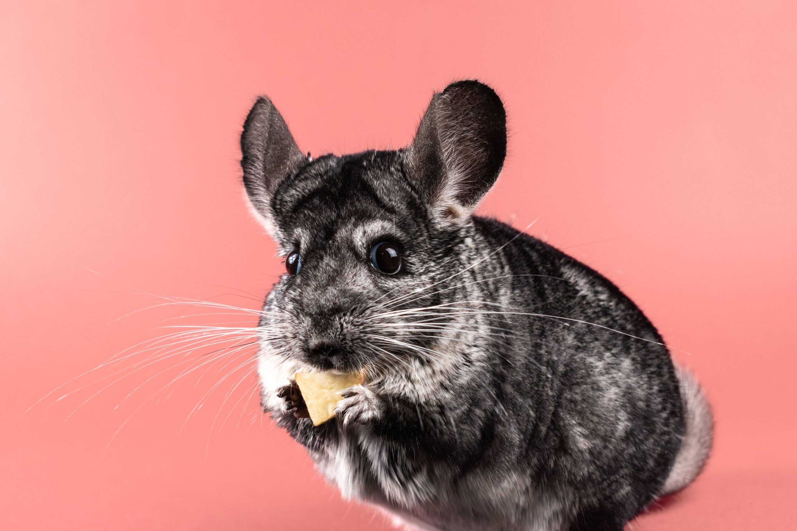 Beginner's Chinchilla Guide: What to Know Before You Buy Cute chinchilla munching on food against a vibrant pink backdrop, perfect for pet lovers.