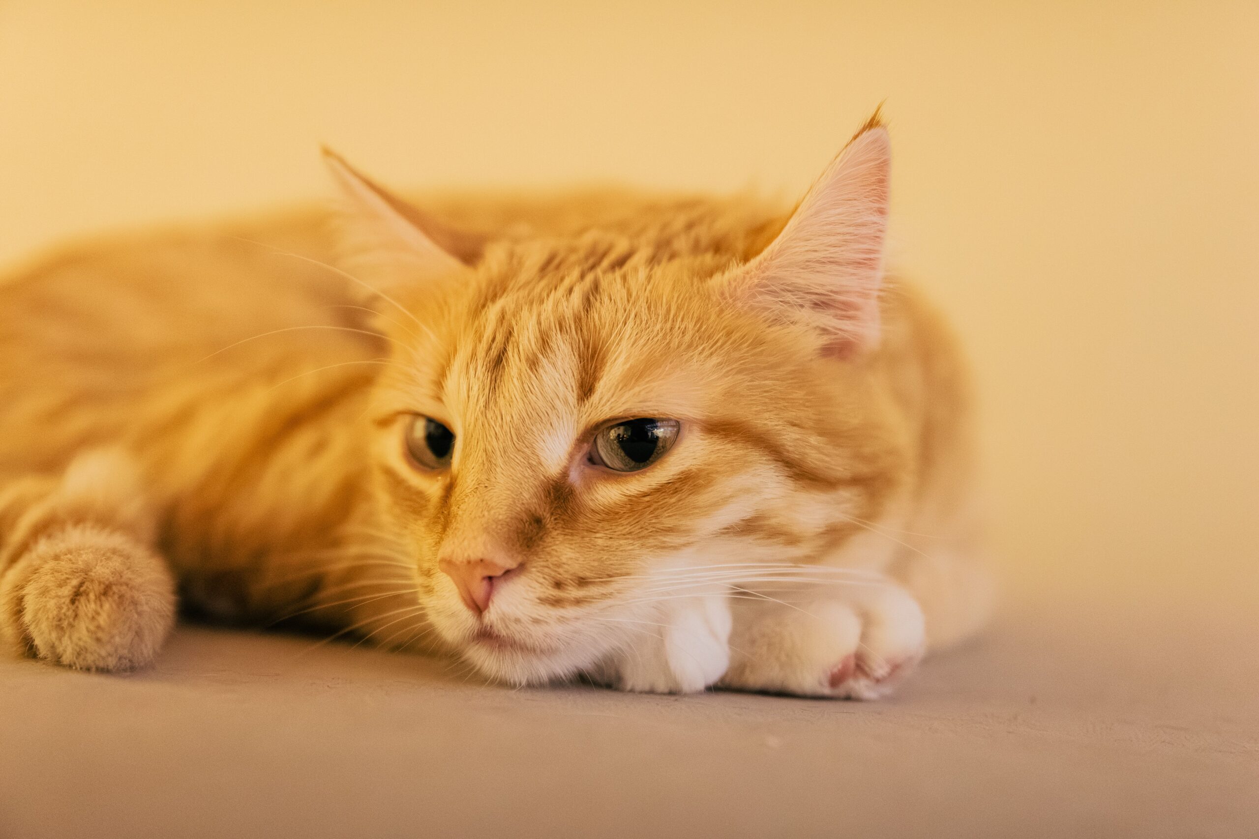 Why Do Cats Knead? A serene ginger tabby cat resting indoors, captured in warm tones.