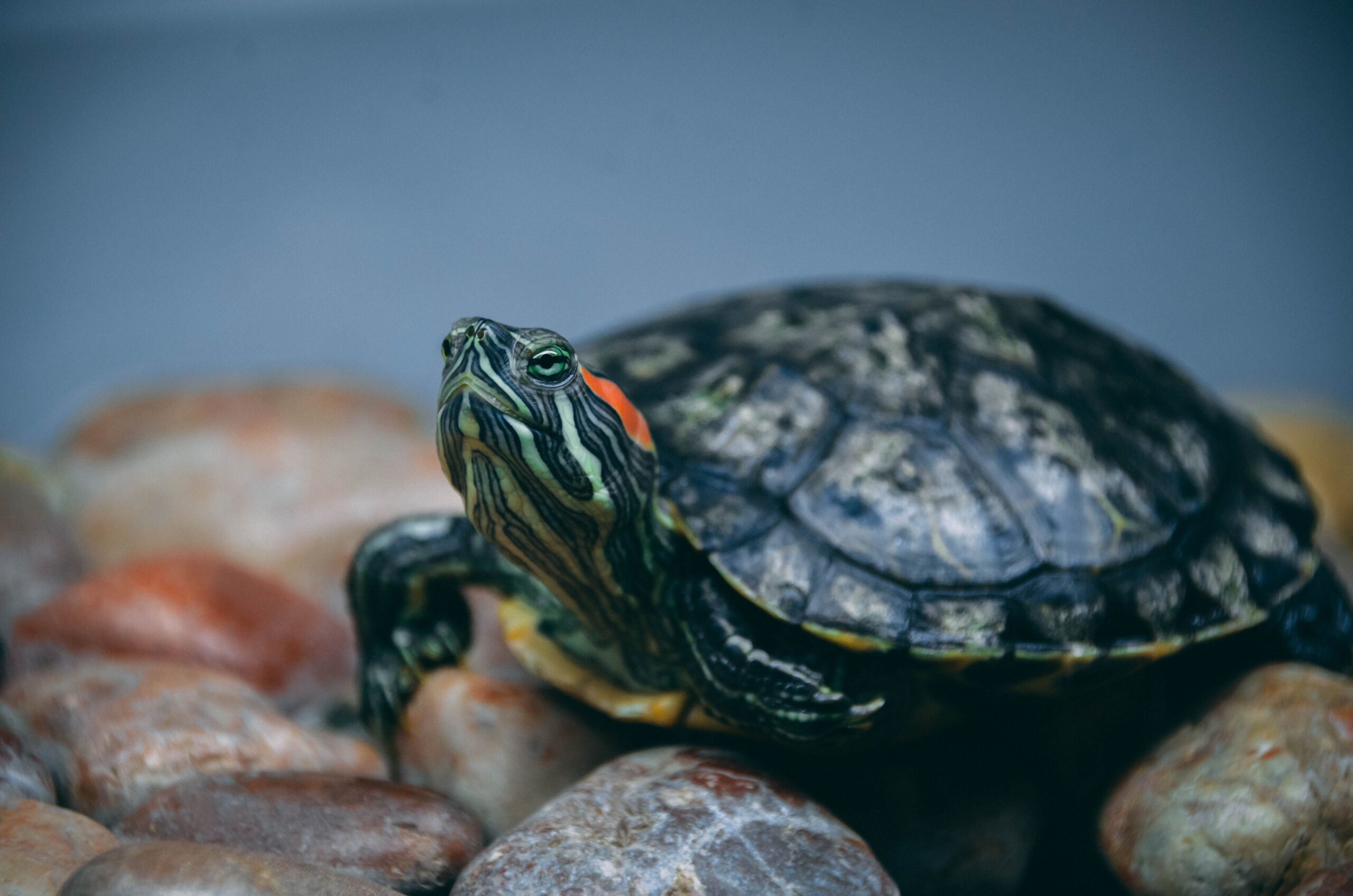 A red-eared slider turtle resting on smooth stones, showcasing its colorful markings.